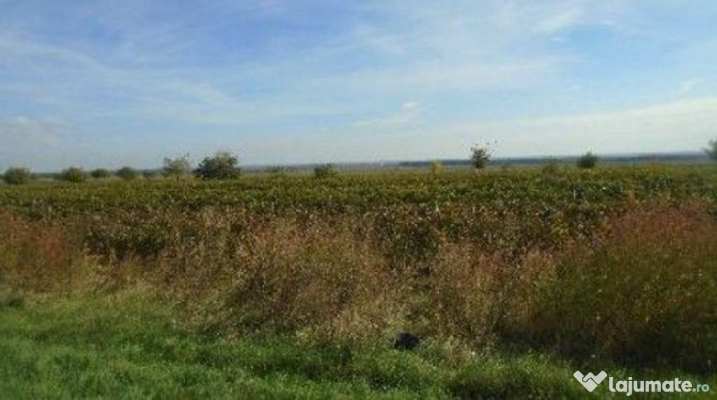 Teren extravilan Obrejita, ID: R2832813