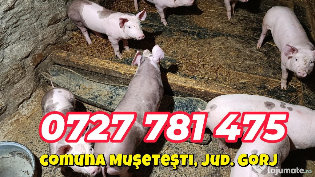 Purcei de vânzare - Pietrain si Marele Alb