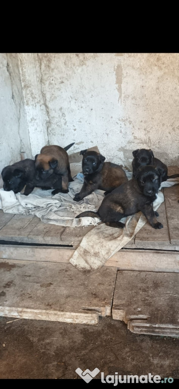 Căței Ciobanesc belgian malinois