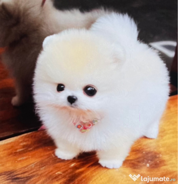 Pomeranian de vânzare Femelă și Mascul