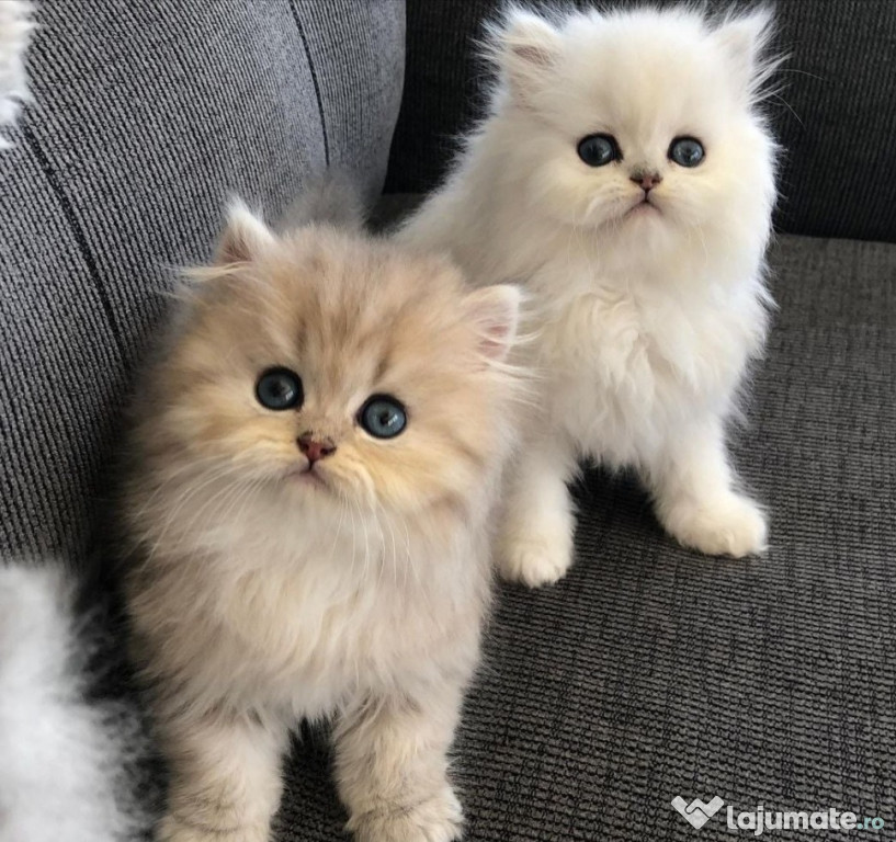 Pisicuțe persia gata