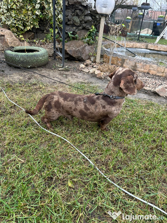 Teckel Merle - Maro inchis - Maro deschis