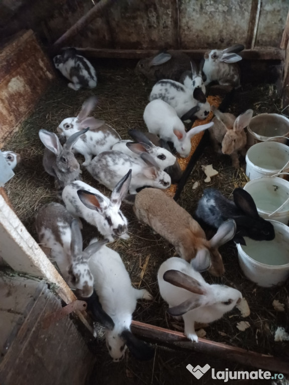 Iepuri pui și adulti