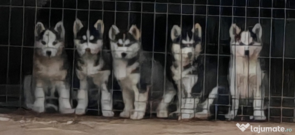 Vand pui husky 2 luni