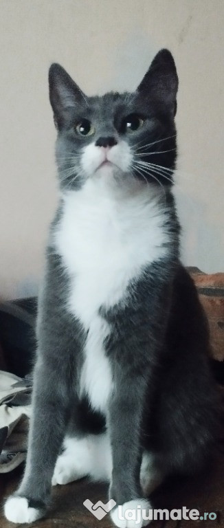 Fetita Scottish Straight bicolora isi cauta Omul