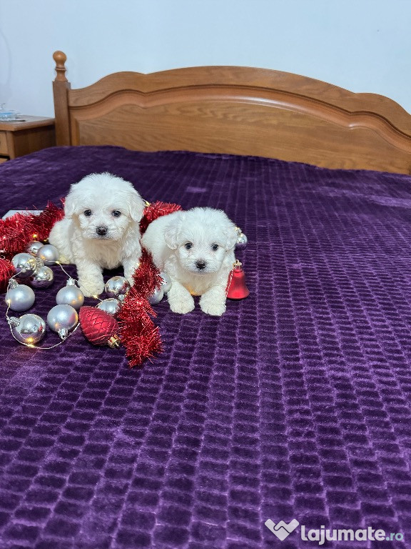 Bichon maltez băieți