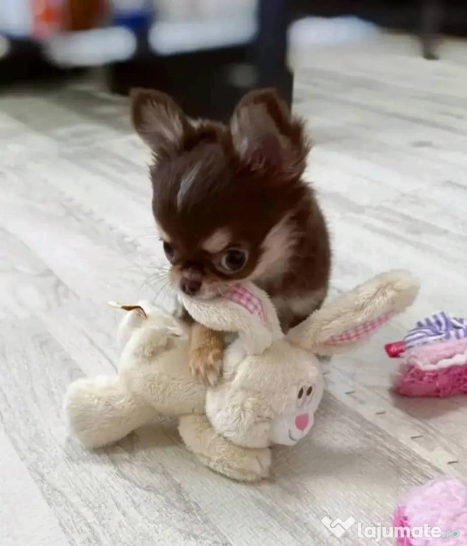 Ultimul pui de chihuahua mascul de adoptat