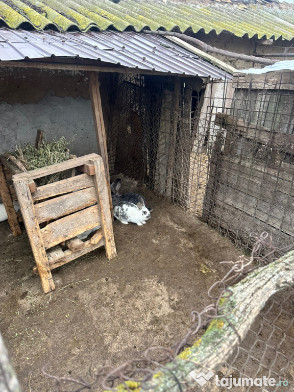 Iepuri belgieni €&€@@&!!’llmvcbb