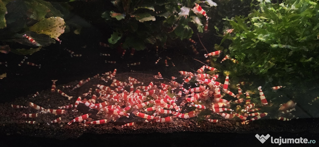 Creveti acvariu Crystal Red