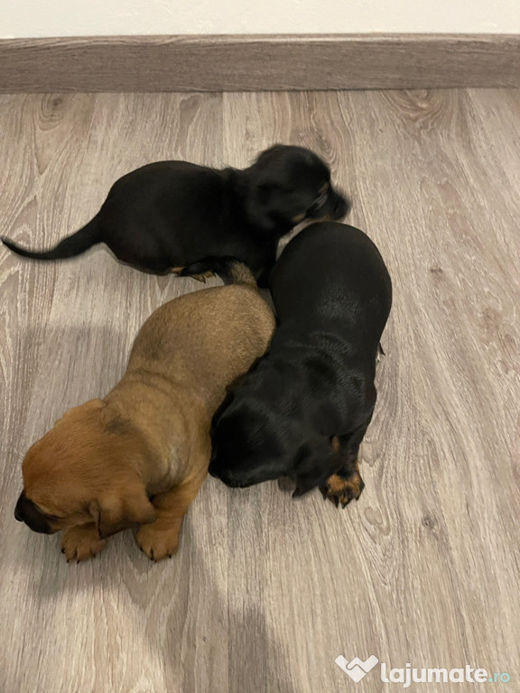 Cățelul teckel metis