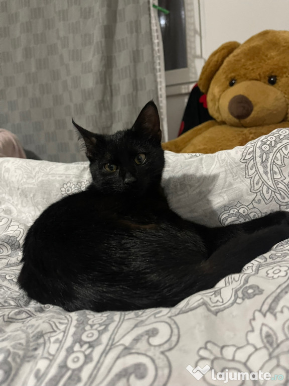 Pisicuta spre adoptie