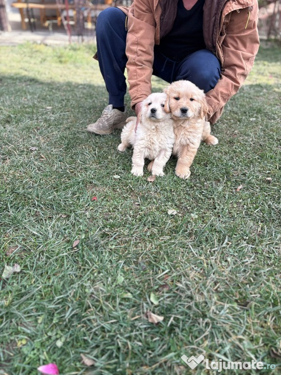 Pui Golden Retriever