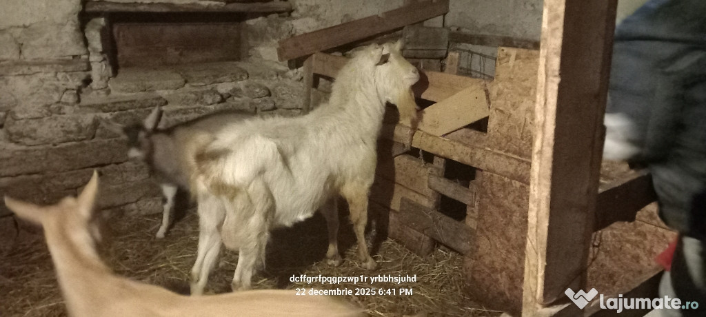 Țap de vânzare Rasa Zaanen