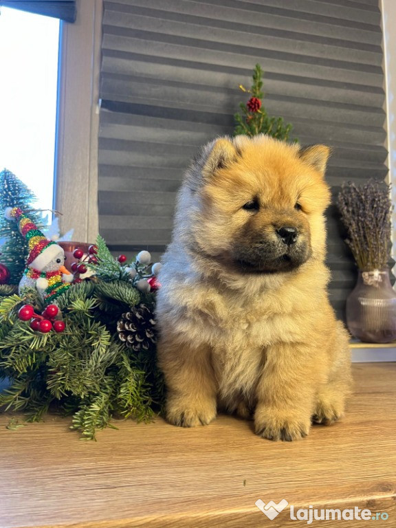 De vanzare pui Chow Chow