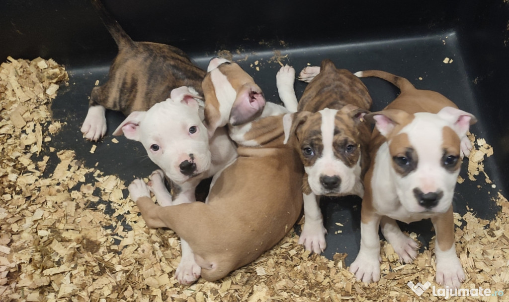 Pui de căței Amstaff