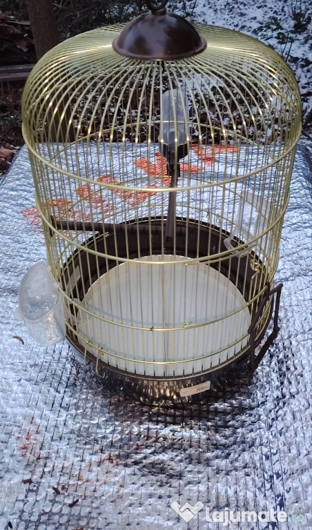 Colivie noua păsări.