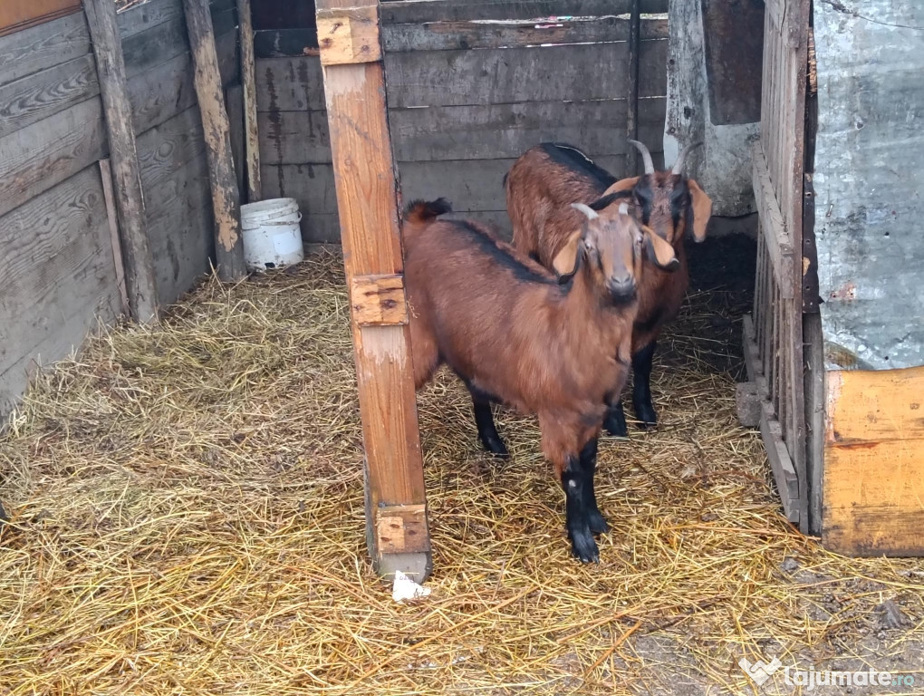 Iede gestante Alpina franceza