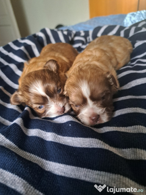 Puiuți Bichon maltez