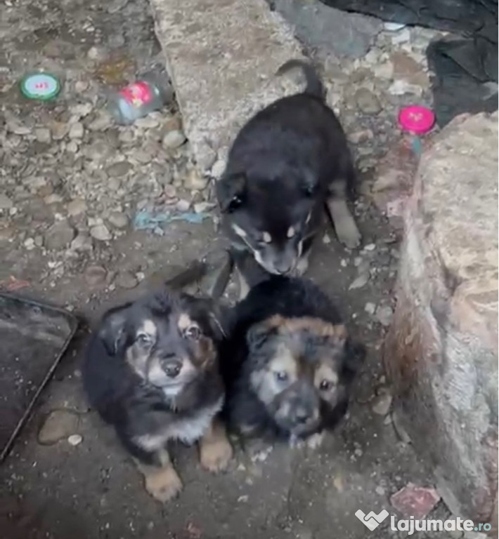 Spre adoptii, 3 catelusi