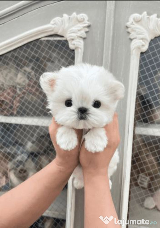 Bichon maltez mini toy