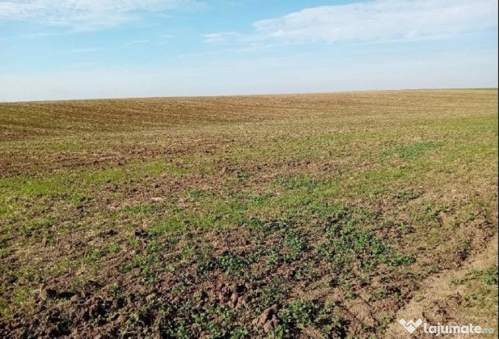 Teren extravilan Barlogu; ID: R2825534