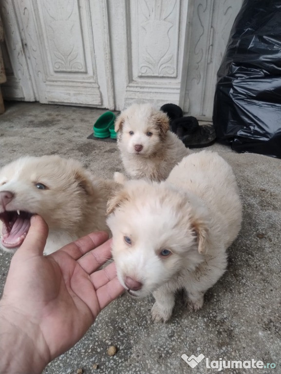 Cățeluși pufoși și jucausi