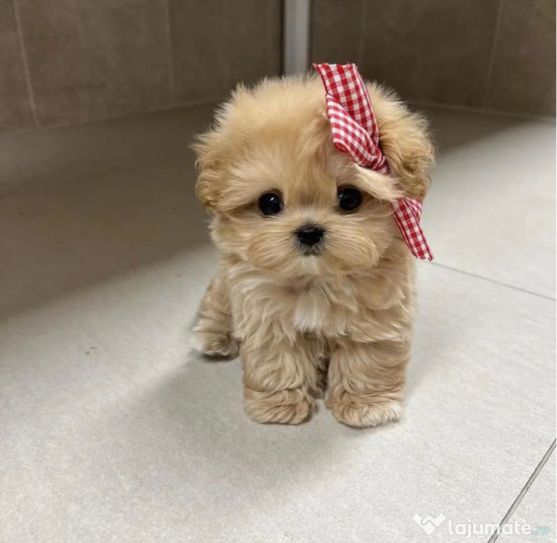 Maltipoo Mini Toy Culoare APRICOT