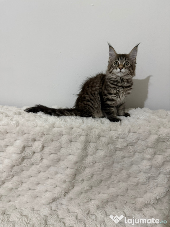 Maine coon pisoiași