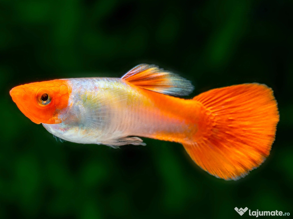 Vand pesti de acvariu diverse specii, nevertebra, plante de acvariu