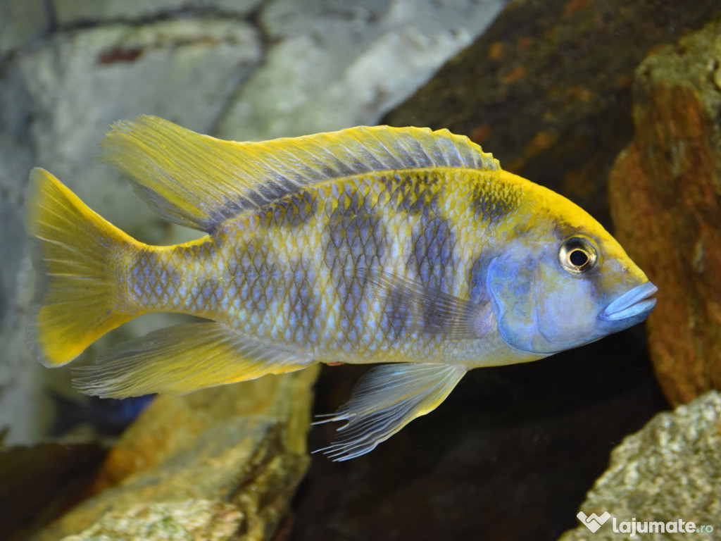 Nimbochromis venustus - direct din crescatorie
