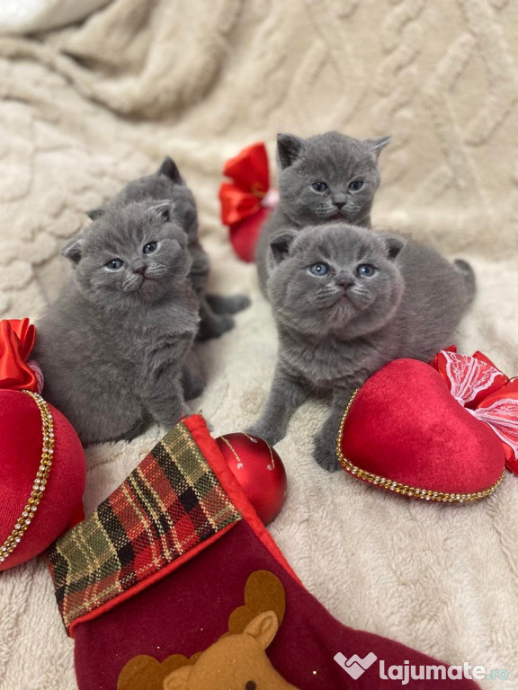 Puiuți british shorthair blue