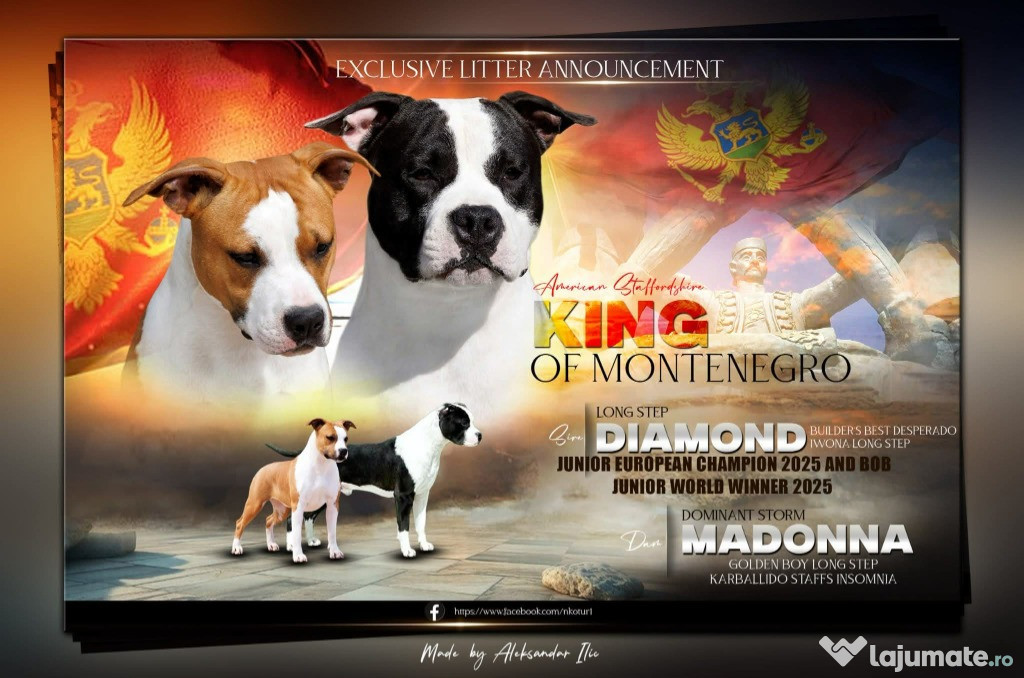 American Staffordshire Terrier – pui frumoși