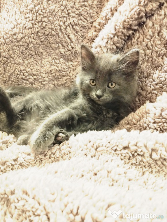 Fetita si baietel irezistibili Scottish Blue, isi asteapta Omul