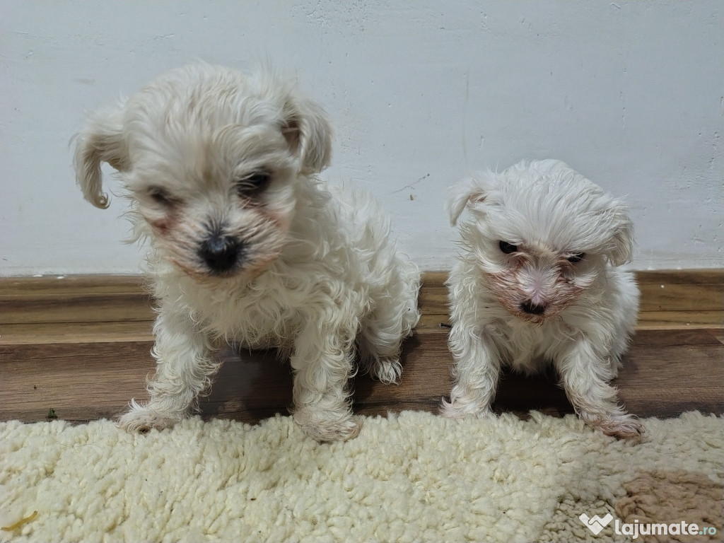 Căței Bichoni Maltezi