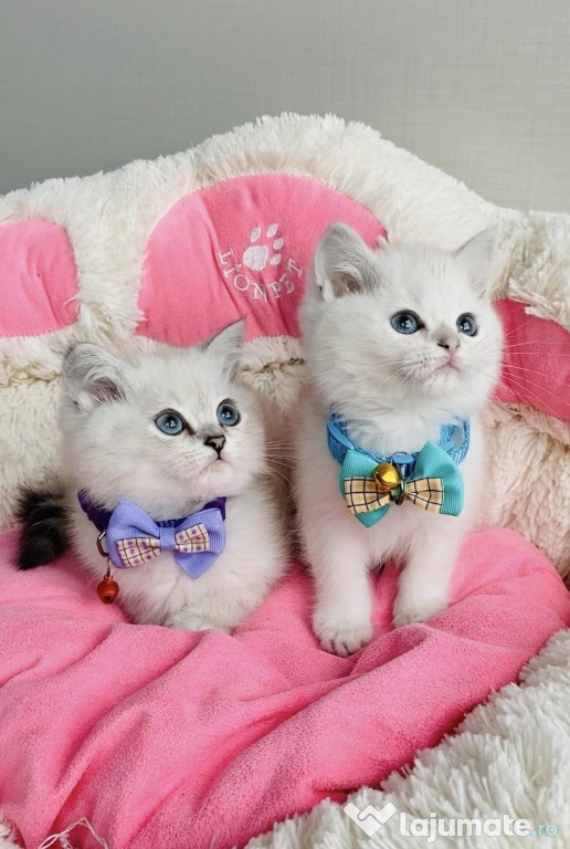 British shorhair băieței și fetițe