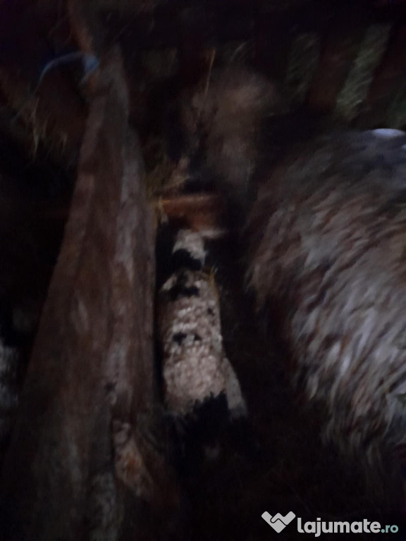 Oi de vânzare, baloți de vanzare