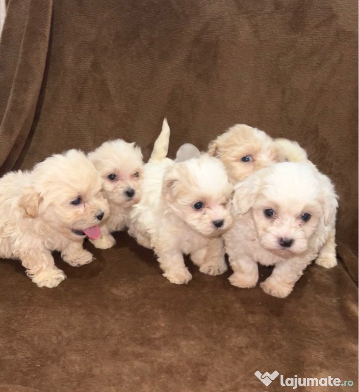 Cățeluși Bichon maltez