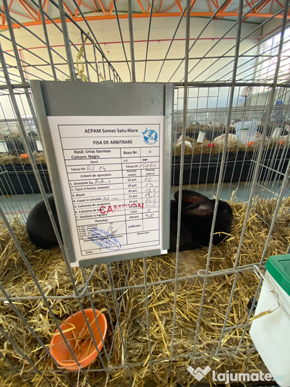 2 masculi uriaș german negru