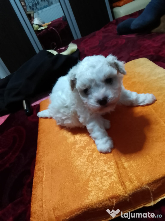 Bichon maltez femelă