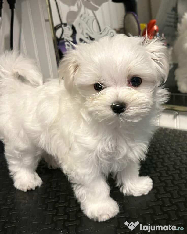 Bichon maltez mini tot
