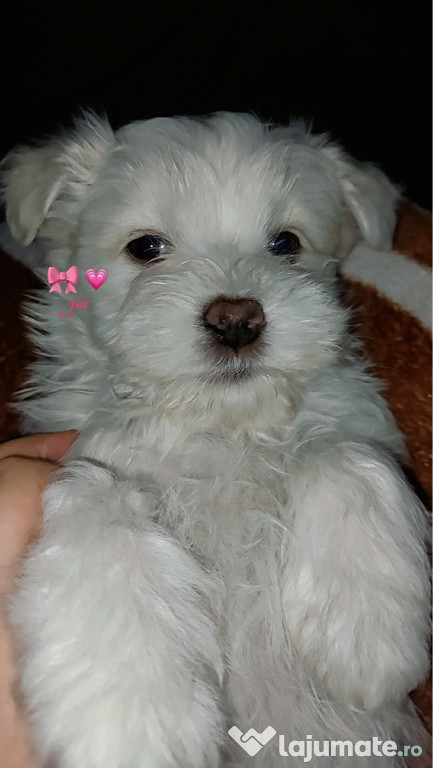 Bichon maltez mascul