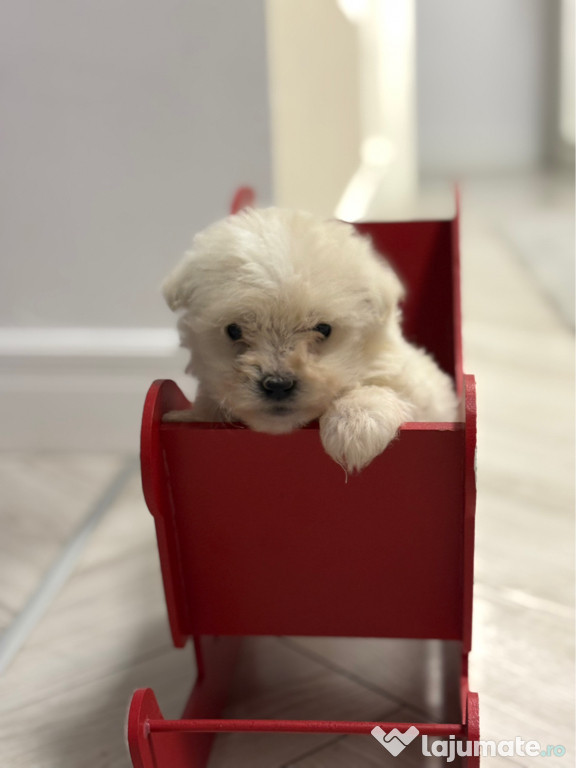 Bichon Maltez Mascul - 8 saptamani