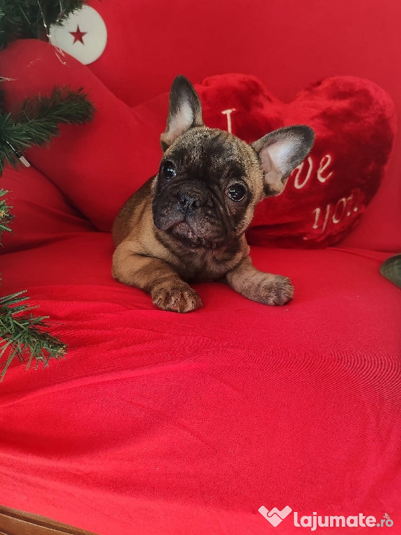 Disponibil pui de bulldog francez