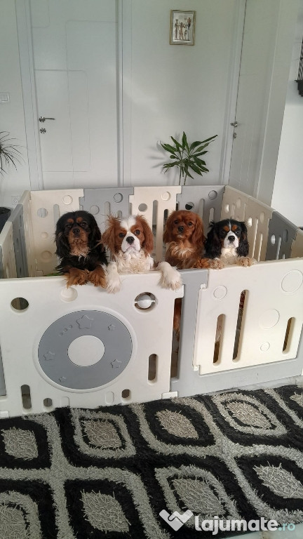 Cavalier King Charles Spaniel