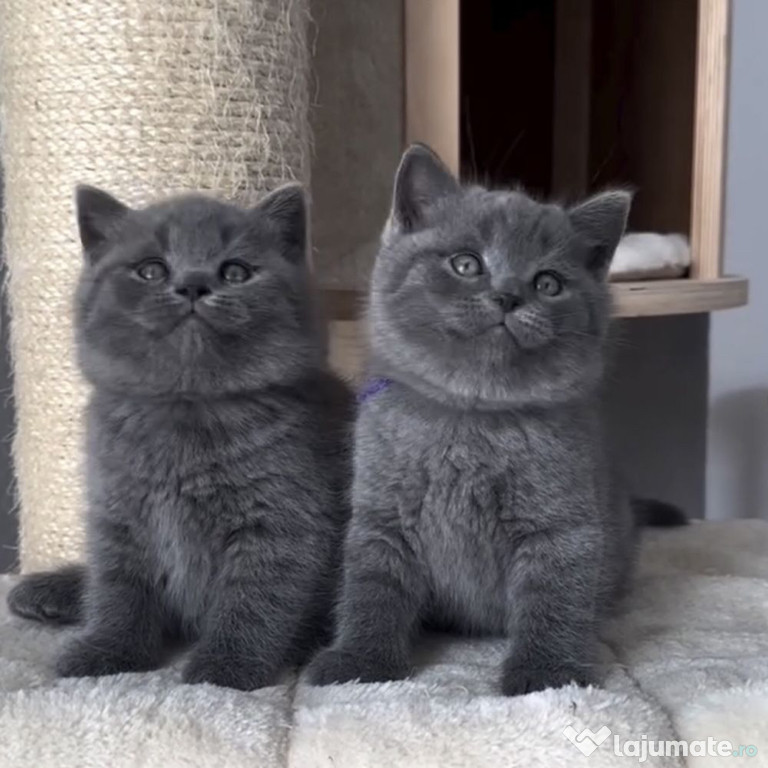 British shorthair pui