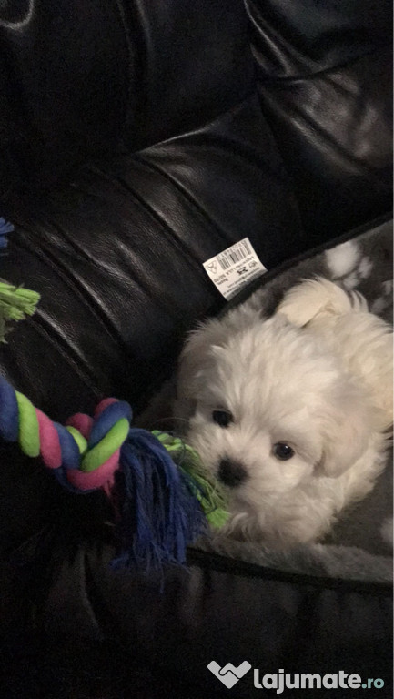Bichon Maltez mini toy
