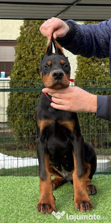 Pui de Doberman de vânzare