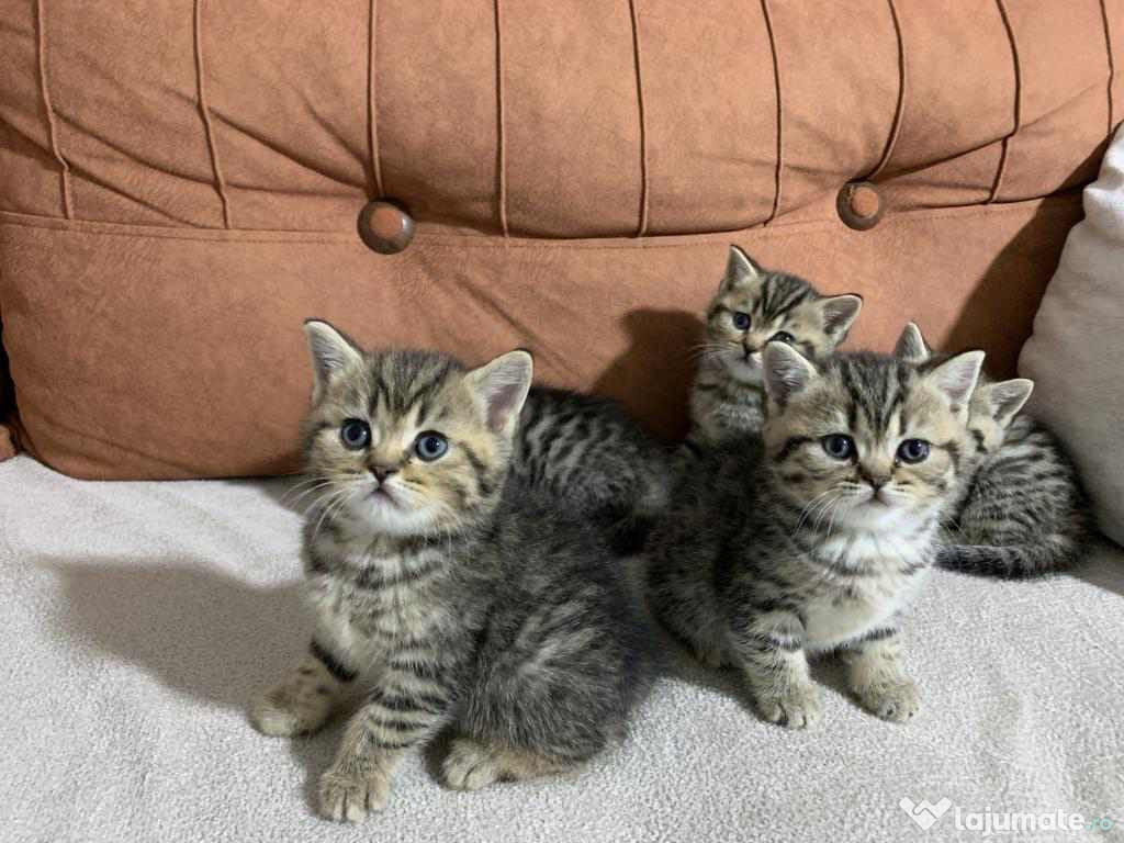 British Shorthair frumosi