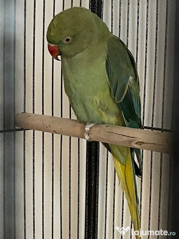 Papagal micul alexandru