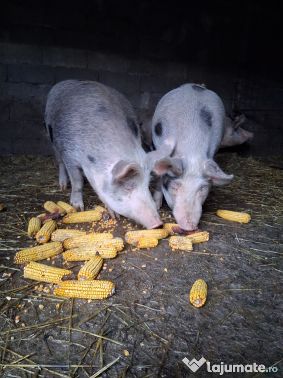Vând porci pentru sacrificat